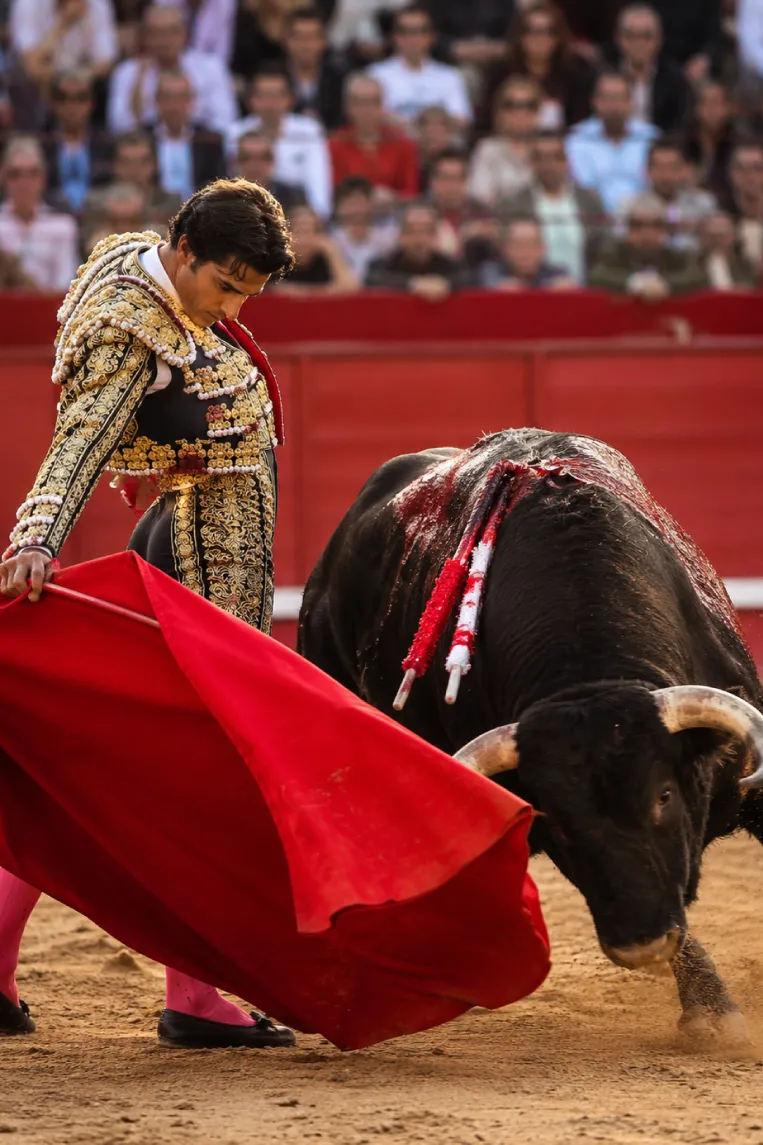 bull-1